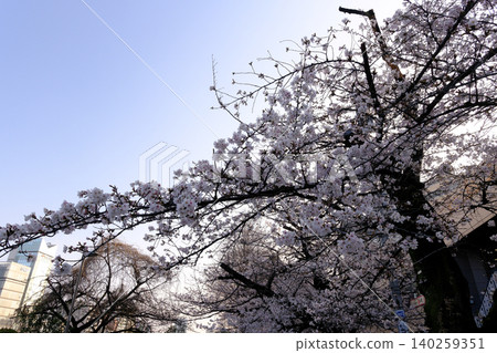 櫻花特寫(微距) 櫻花特寫(微距) 140259351