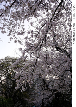 櫻花特寫(微距) 櫻花特寫(微距) 140259353