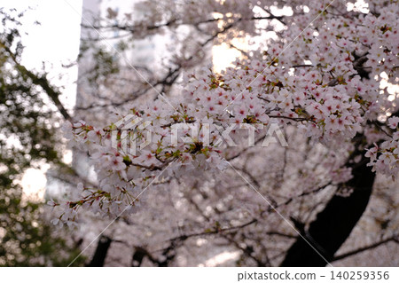 Close-up of cherry blossoms (macro) Close-up of cherry blossoms (macro) 140259356