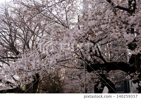 櫻花特寫（微距） 140259357