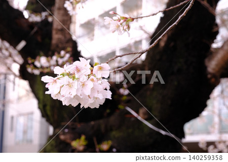 櫻花特寫(微距) 櫻花特寫(微距) 140259358