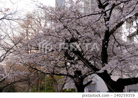 櫻花特寫(微距) 櫻花特寫(微距) 140259359