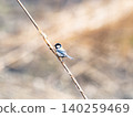 山雀在樹枝上邊緣 140259469