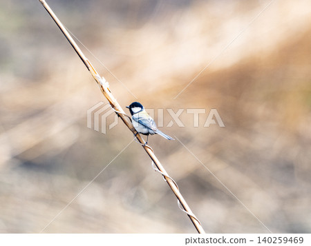 Tits fringing on branches 140259469