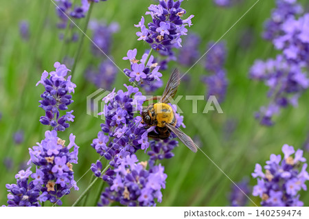 Carpenter bee on lavender Carpenter bee on lavender 140259474