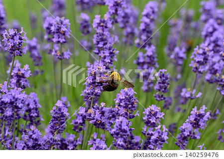 Carpenter bee on lavender Carpenter bee on lavender 140259476