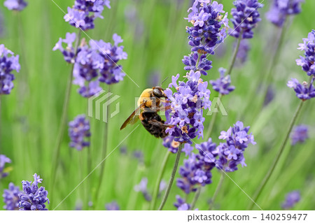 Carpenter bee on lavender Carpenter bee on lavender 140259477