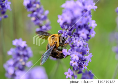 Carpenter bee on lavender Carpenter bee on lavender 140259482