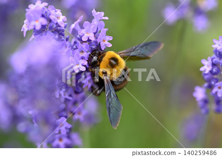 Carpenter bee on lavender Carpenter bee on lavender 140259486