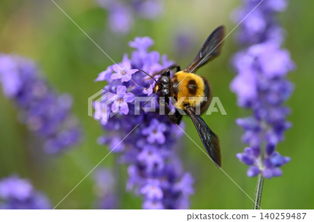 Carpenter bee on lavender Carpenter bee on lavender 140259487
