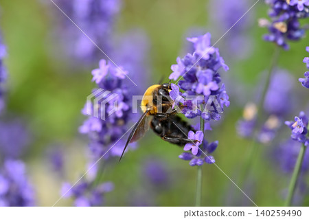 Carpenter bee on lavender Carpenter bee on lavender 140259490