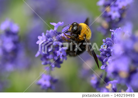 Carpenter bee on lavender Carpenter bee on lavender 140259493
