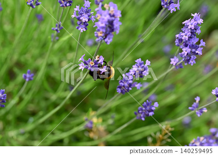 Carpenter bee on lavender Carpenter bee on lavender 140259495