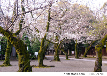 Cloudy sky and cherry blossoms 140259706
