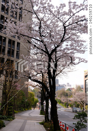 Cloudy sky and cherry blossoms Cloudy sky and cherry blossoms 140259710