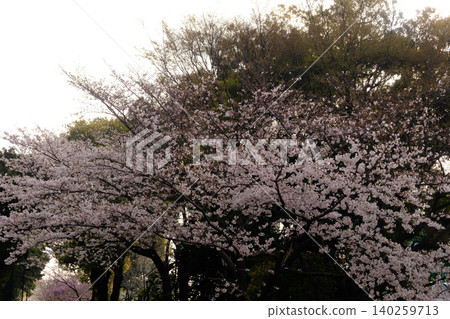 Cloudy sky and cherry blossoms Cloudy sky and cherry blossoms 140259713