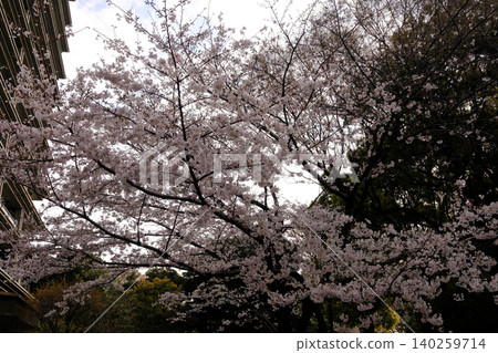 Cloudy sky and cherry blossoms (white) Cloudy sky and cherry blossoms (white) 140259714