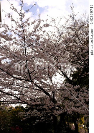 陰天和櫻花(白色) 陰天和櫻花(白色) 140259715