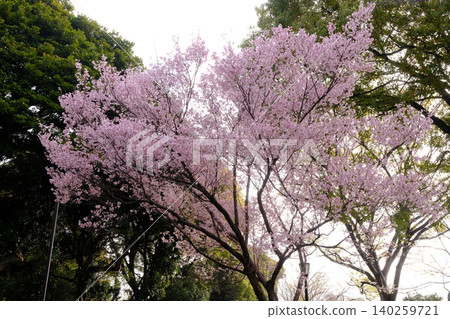 陰天和櫻花(白色) 陰天和櫻花(白色) 140259721
