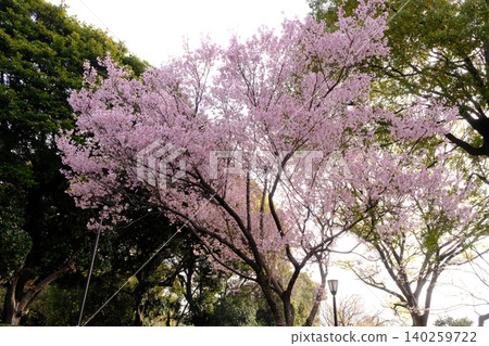 Cloudy sky and cherry blossoms (white) Cloudy sky and cherry blossoms (white) 140259722