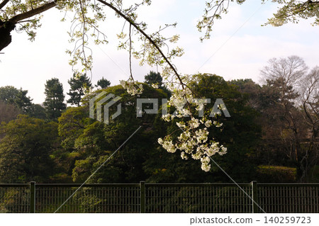 Cloudy sky and cherry blossoms (white) Cloudy sky and cherry blossoms (white) 140259723