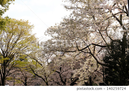 Cloudy sky and cherry blossoms (white) Cloudy sky and cherry blossoms (white) 140259724