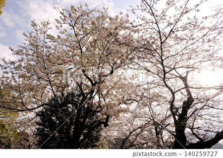 Cloudy sky and cherry blossoms (white) Cloudy sky and cherry blossoms (white) 140259727