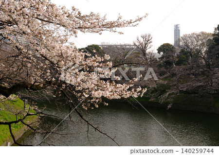 Cloudy sky and cherry blossoms (white) Cloudy sky and cherry blossoms (white) 140259744