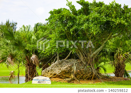 A golf course teeing area in Miyako Island, surrounded by banyan trees and palm trees (Miyako Island, Okinawa Prefecture) 140259812
