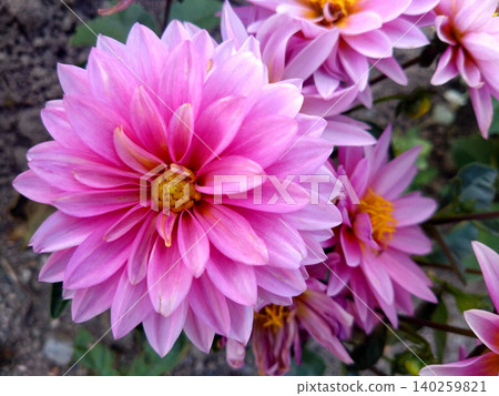 A close-up of a dahlia flower in a soft pink color. A close-up of a dahlia flower in a soft pink color. 140259821