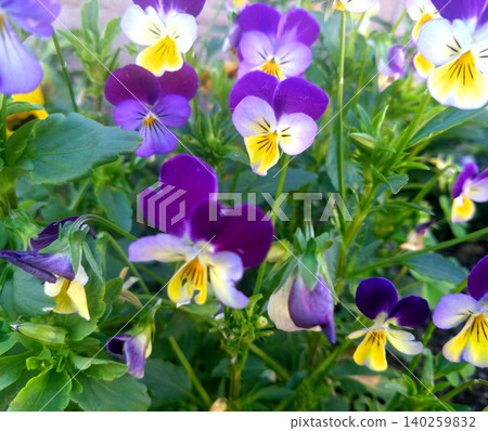 A beautiful scene of violas in clusters, with a striking contrast of purple and yellow. A beautiful scene of violas in clusters, with a striking contrast of purple and yellow. 140259832