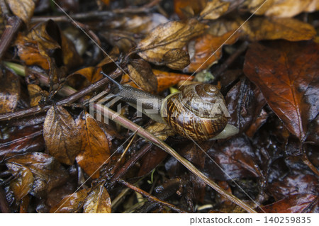 Garden Snail Crawling on Wet Autumn Leaves Closeup Garden Snail Crawling on Wet Autumn Leaves Closeup 140259835