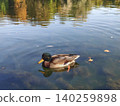 Mallard duck swimming on White Lake in Gatchina Palace Park. Wild bird floating on calm water surface with autumn reflection. Tranquil nature scene in historic Russian garden landscape. 140259898