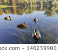 Mallard ducks swimming on White Lake in Gatchina Palace Park. Wild bird floating on calm water surface with autumn reflection. Scenic landscape view of nature reserve and historic park area. 140259900