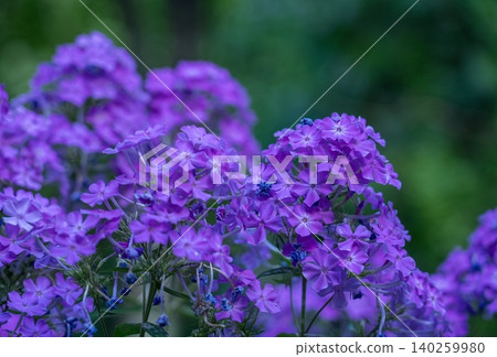 Clusters of purple perennial phlox flowers Clusters of purple perennial phlox flowers 140259980