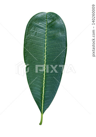 Single Green Plumeria Leaf (Frangipani) Isolated on Pure White Background: Tropical Leaf Texture Cutout for Graphic Design 140260009