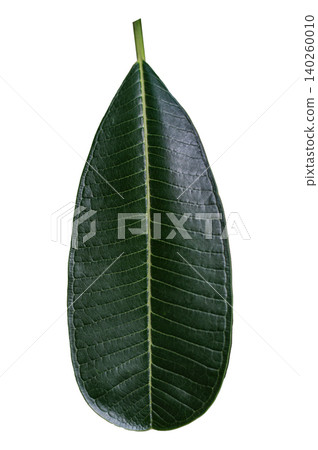 Single Green Plumeria Leaf (Frangipani) Isolated on Pure White Background: Tropical Leaf Texture Cutout for Graphic Design 140260010