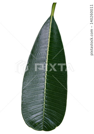 Vertical Shot of Fresh Green Tropical Leaf with Detailed Leaf Veins: Isolated Botany Element on White Backdrop, Isolated White Background Vertical Shot of Fresh Green Tropical Leaf with Detailed Leaf Veins: Isolated Botany Element on White Backdrop, Isolated White Background 140260011