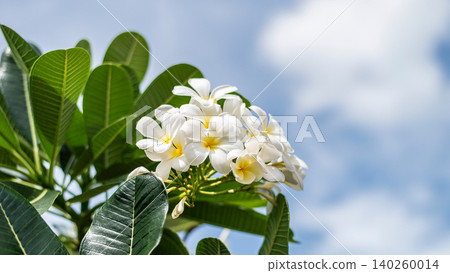 White Frangipani Flowers on Branch, Plumeria Blossom Nature Bokeh, Tropical Flower Spa Background White Frangipani Flowers on Branch, Plumeria Blossom Nature Bokeh, Tropical Flower Spa Background 140260014