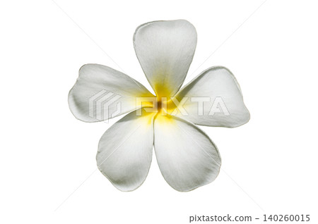 Single White Plumeria Flower Isolated on Pure White Background: Five Petals Frangipani Blossom Cutout Single White Plumeria Flower Isolated on Pure White Background: Five Petals Frangipani Blossom Cutout 140260015