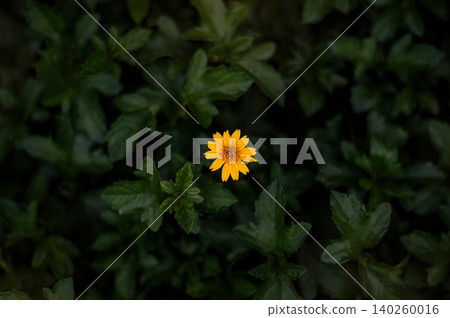 Single Yellow Flower Blooming in the Middle of Dark Green Leaves: Minimalist Moody Nature Background for Inspirational Concept Single Yellow Flower Blooming in the Middle of Dark Green Leaves: Minimalist Moody Nature Background for Inspirational Concept 140260016