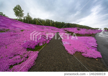 Hokkaido, Takinoue, Moss Phlox, Pink, Spring Hokkaido, Takinoue, Moss Phlox, Pink, Spring 140260019