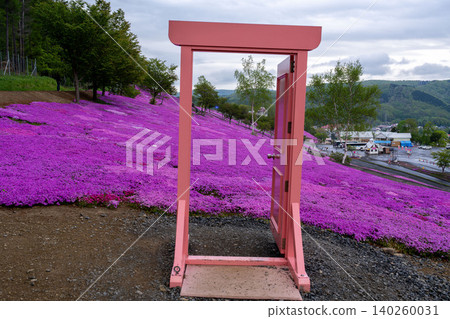 Hokkaido, Takinoue, Moss Phlox, Pink, Spring Hokkaido, Takinoue, Moss Phlox, Pink, Spring 140260031