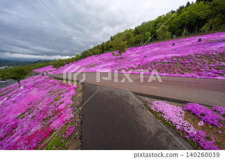 Hokkaido, Takinoue, Moss Phlox, Pink, Spring Hokkaido, Takinoue, Moss Phlox, Pink, Spring 140260039