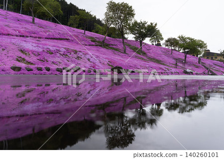 Hokkaido, Takinoue, moss phlox, pink, spring, scenery, flowers, nature, plants, in full bloom, moss phlox, flower field Hokkaido, Takinoue, moss phlox, pink, spring, scenery, flowers, nature, plants, in full bloom, moss phlox, flower field 140260101