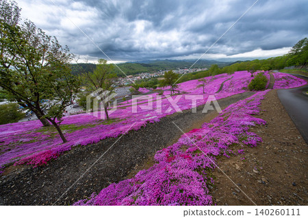 Hokkaido, Takinoue, moss phlox, pink, spring, scenery, flowers, nature, plants, in full bloom, moss phlox, flower field Hokkaido, Takinoue, moss phlox, pink, spring, scenery, flowers, nature, plants, in full bloom, moss phlox, flower field 140260111