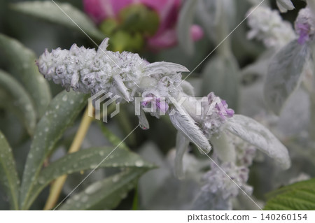Lambs Ear Flower Spikes with Raindrops Closeup Lambs Ear Flower Spikes with Raindrops Closeup 140260154