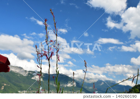 Flowers blooming on the shores of Lake Annecy in France, a beautiful summer scene (July 28, 2021) Flowers blooming on the shores of Lake Annecy in France, a beautiful summer scene (July 28, 2021) 140260190