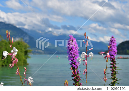 法國安納西湖畔鮮花盛開,美麗的夏日景色(2021年7月28日) 法國安納西湖畔鮮花盛開,美麗的夏日景色(2021年7月28日) 140260191