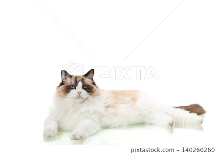 long haired cat with soft fur isolated on white background 140260260